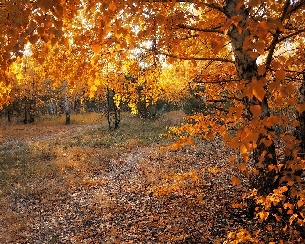 ОСЕННИЙ  ЗВКАТ