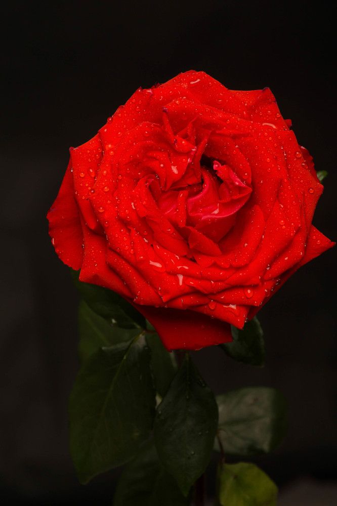 Photograph by Irina Rudneva