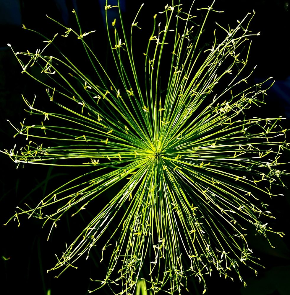 Photograph by Merav Zuberman Perkal