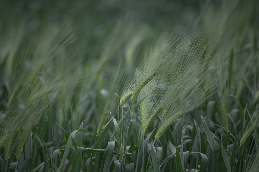 Photograph by 