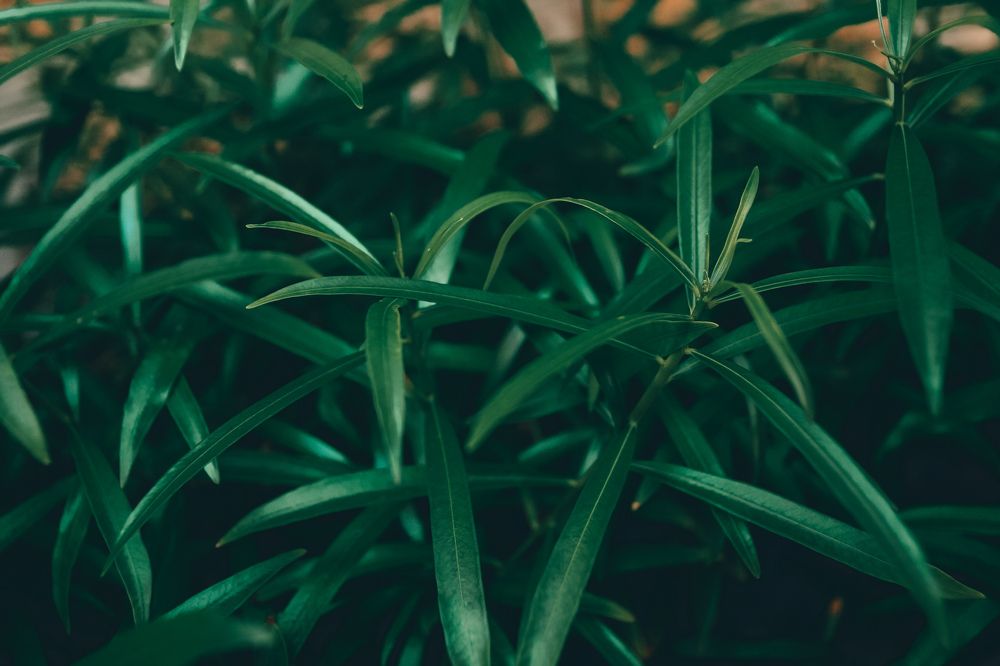 Photograph by Djilma Dark