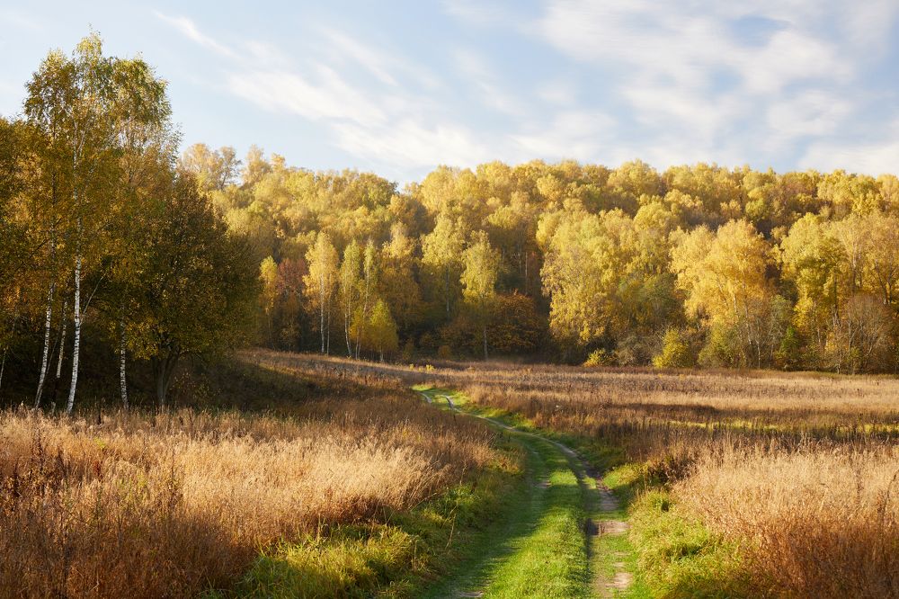 Autumn forest by the Oka river in the morning light
