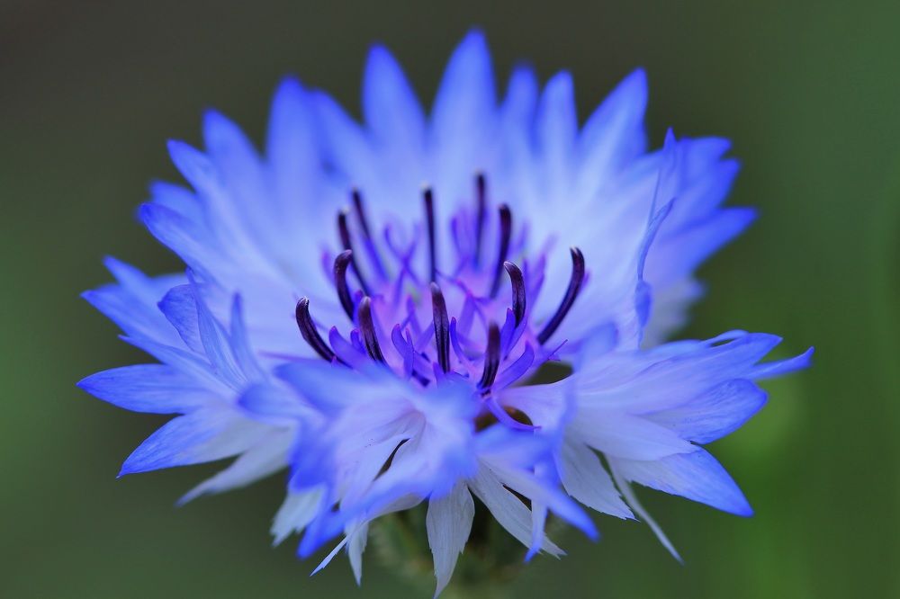 Photograph by Леунина Людмила