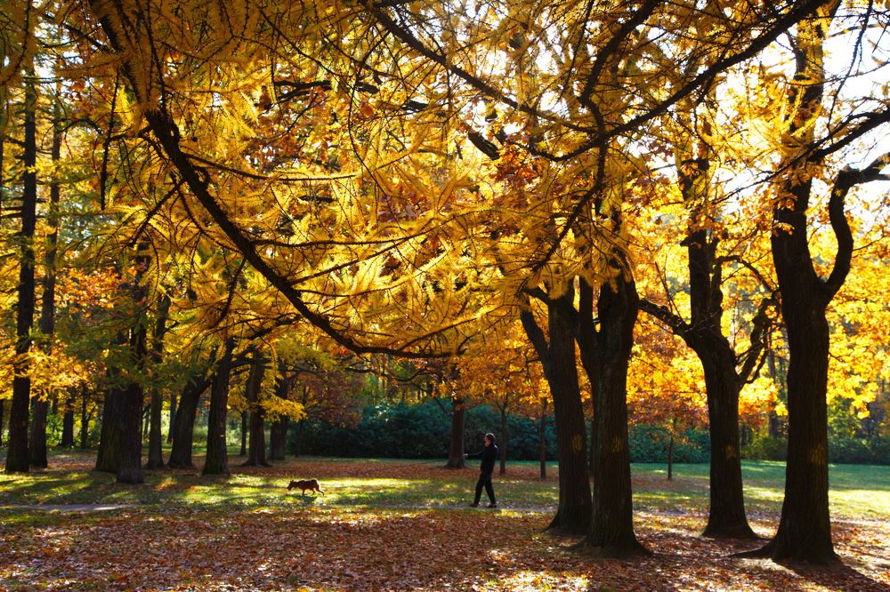 Краски осени...золото...!