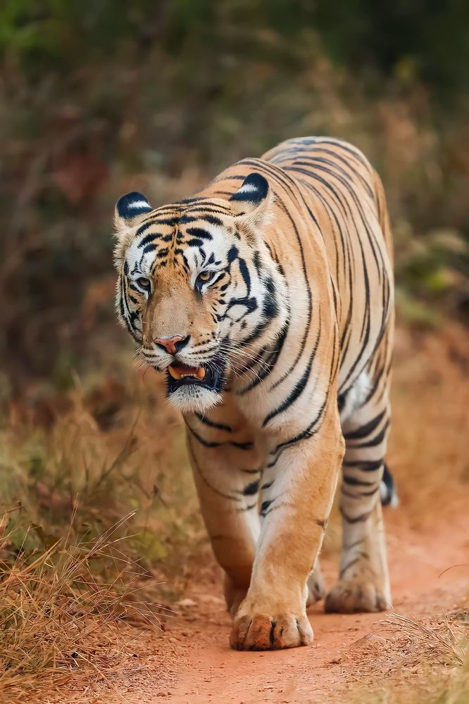 The Beauty of the Jungle