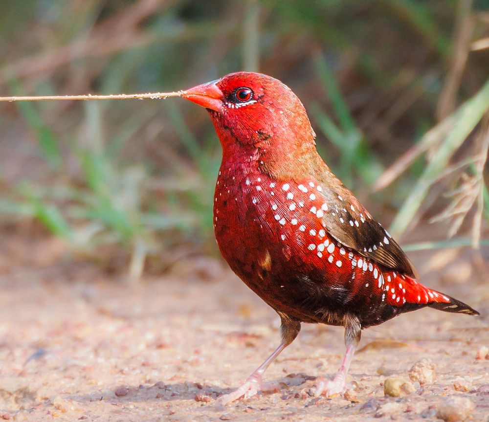 Red avadavat