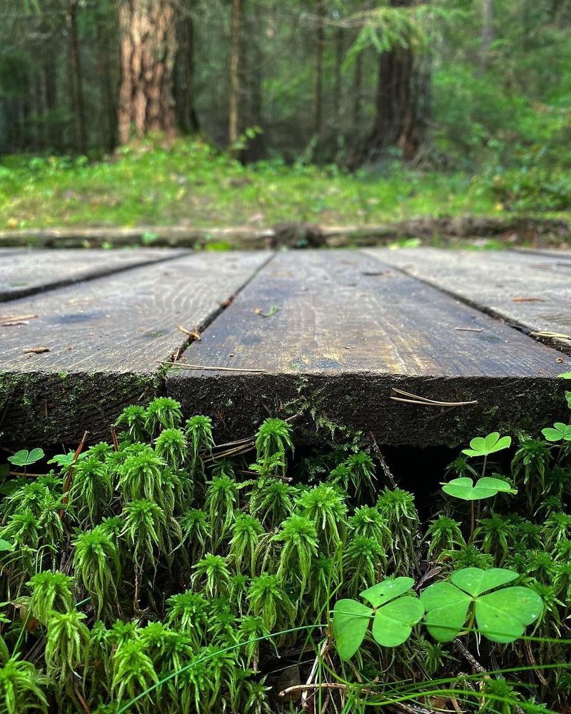 Photograph by Светлана Коган