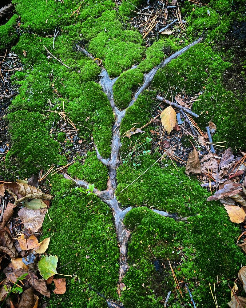 Photograph by Светлана Коган