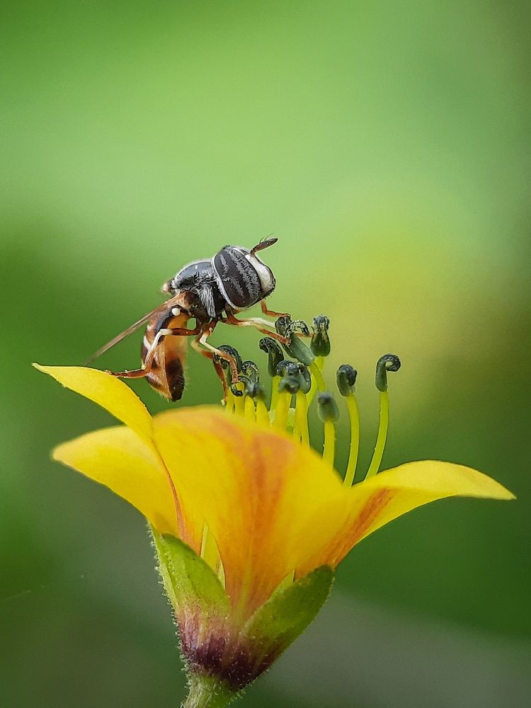 Hoverfly's hovering.