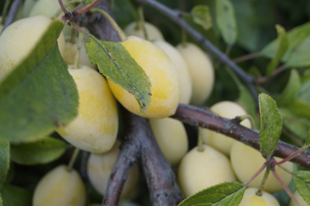 Photograph by гульназ замалеева