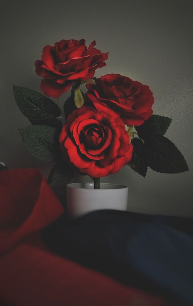 Фотография автора Abhitha