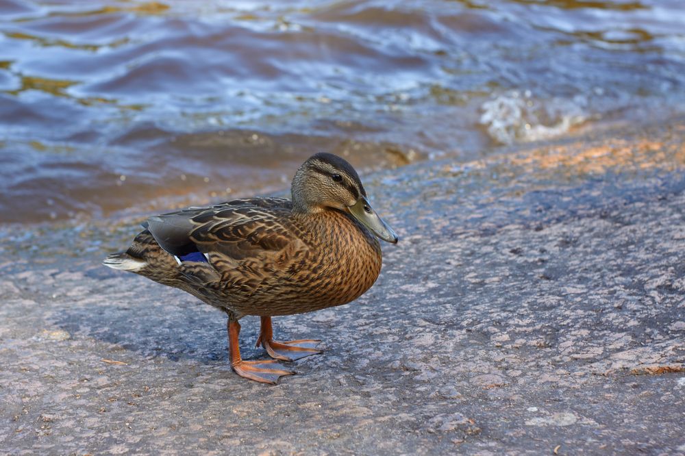Photograph by Светлана Сафонова