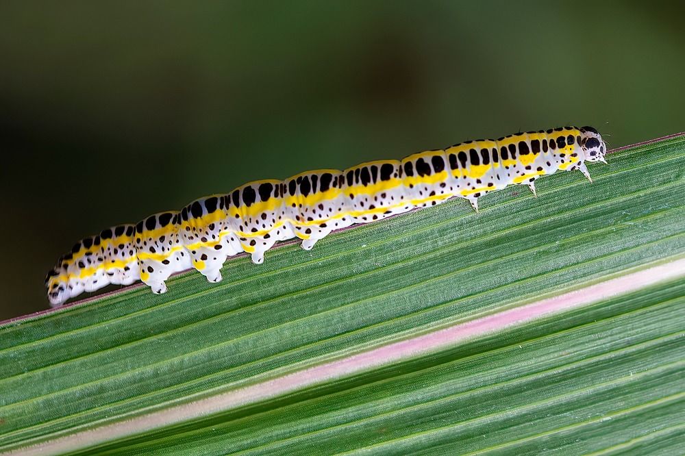 Photograph by Djordje Filipovic