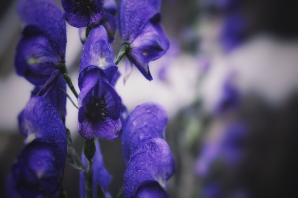 Photograph by Юлия Полуяхтова