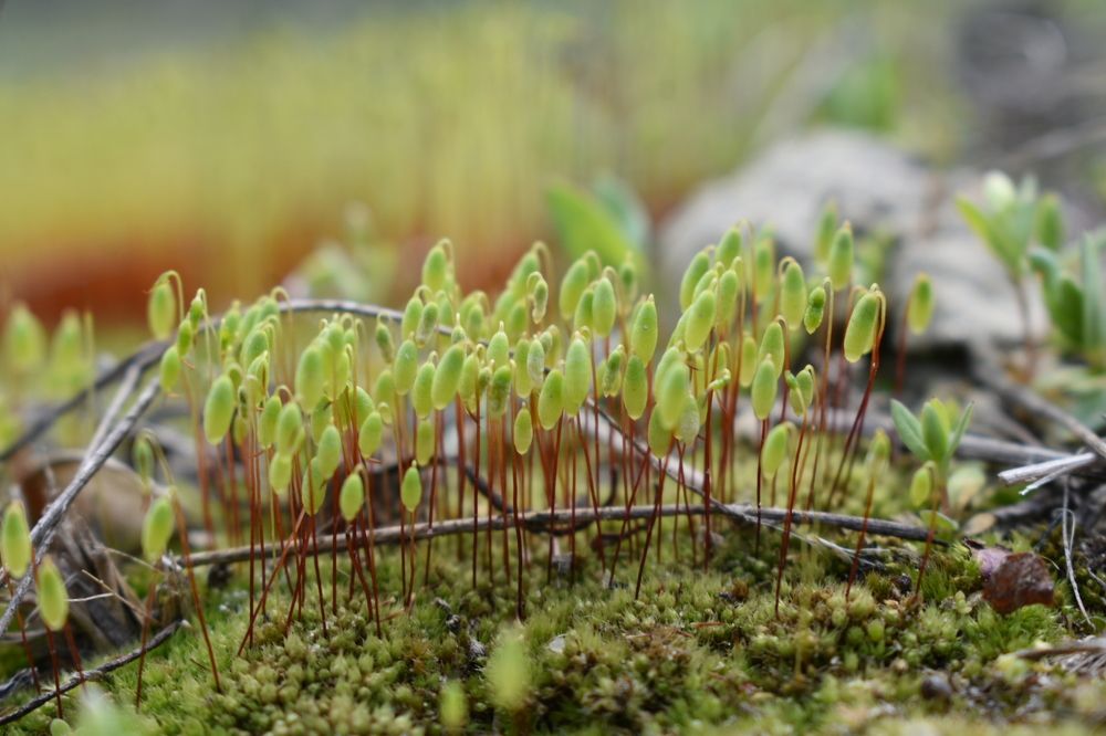 Photograph by Елена Фролова