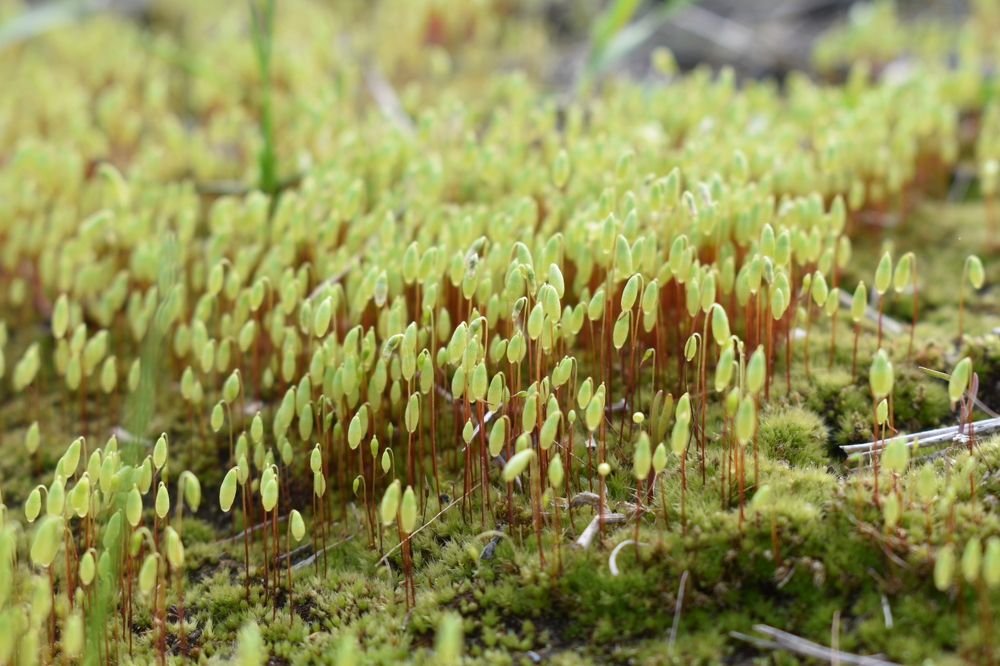 Photograph by Елена Фролова