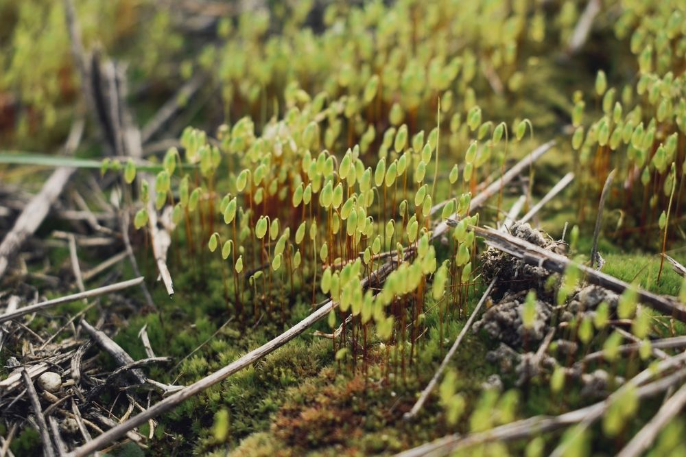 Photograph by Елена Фролова