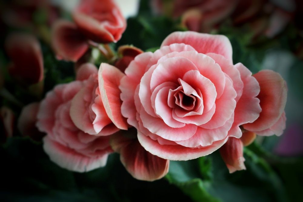 Photograph by Юлия Полуяхтова