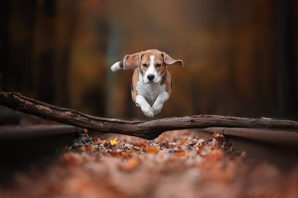 Photograph by Виталий Черняховский