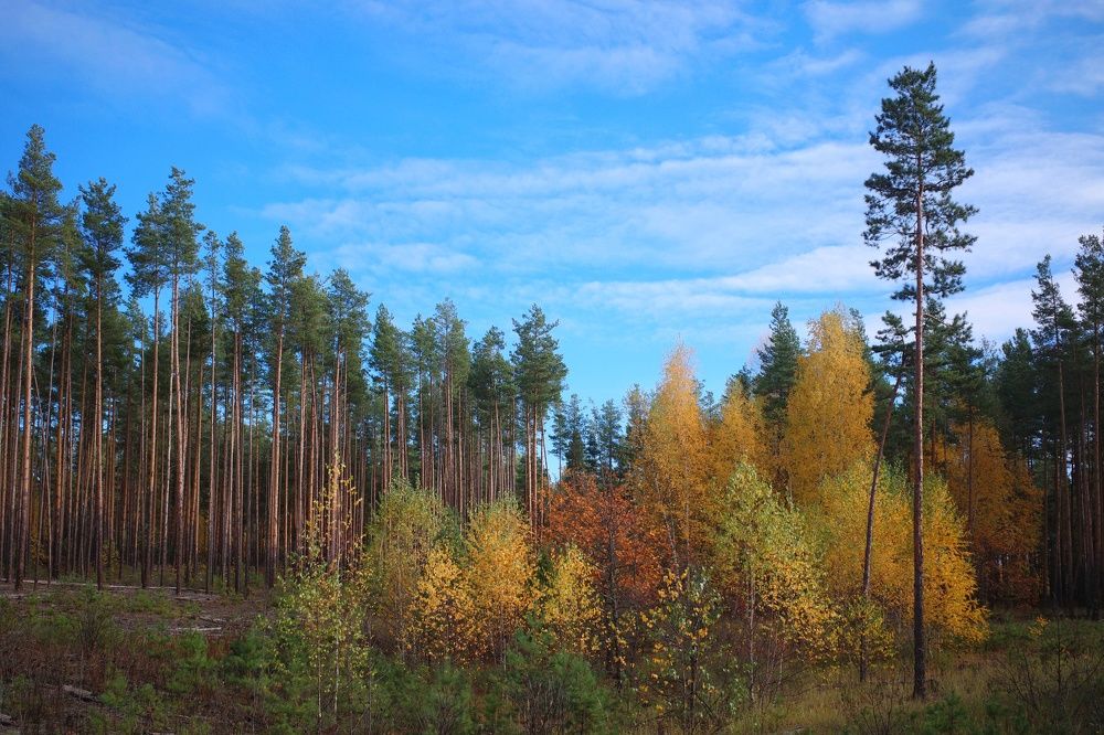 Photograph by Наталья Сафронова