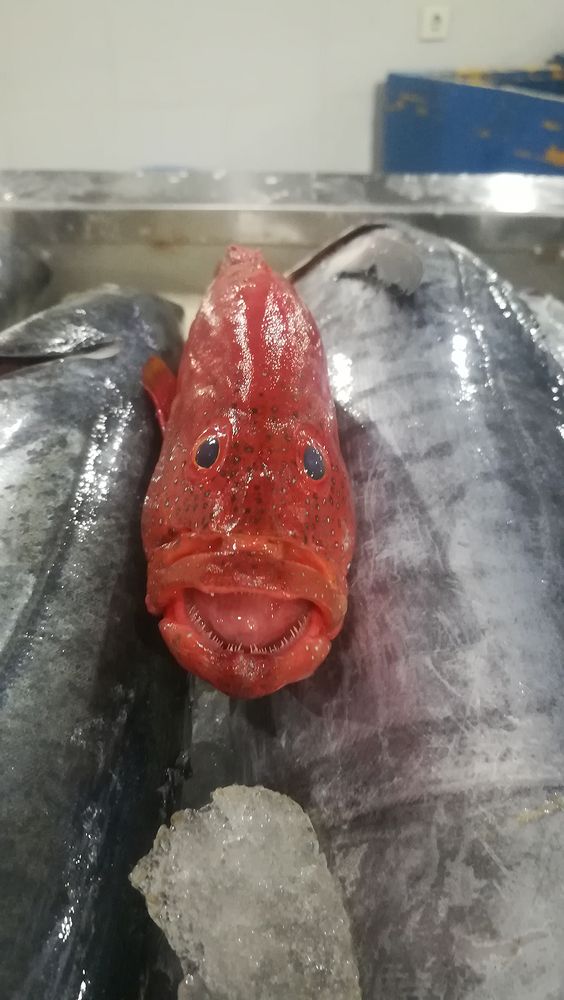 Photograph by Javad Tafti Farashah