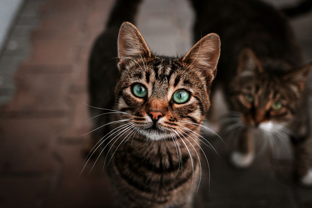 Photograph by Владислав Коломеец