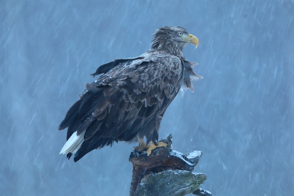 Фотография автора Александр Гусар