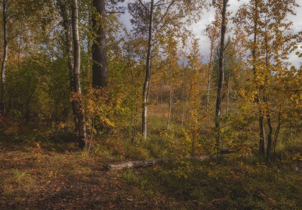 Photograph by Cергей Черныш