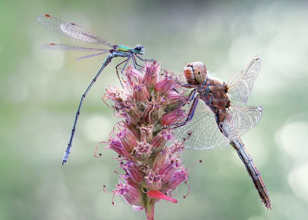 Photograph by Кузнецов Дмитрий