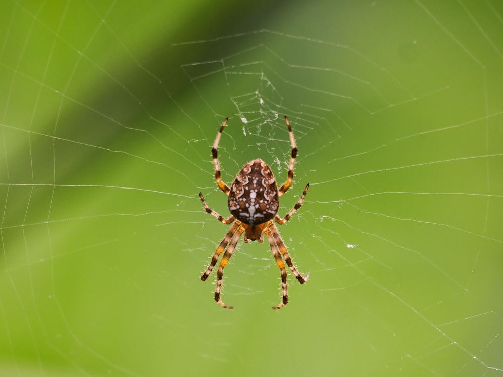 Фотография автора Jaroslav Hanzalík