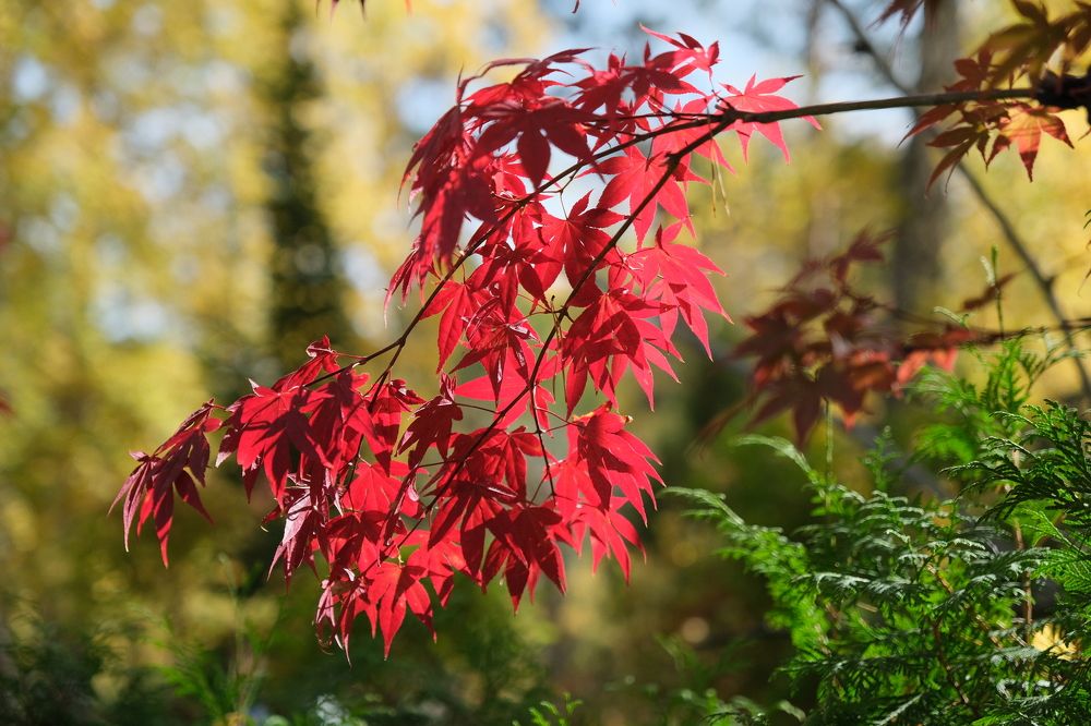 Photograph by Сергей Кесаев