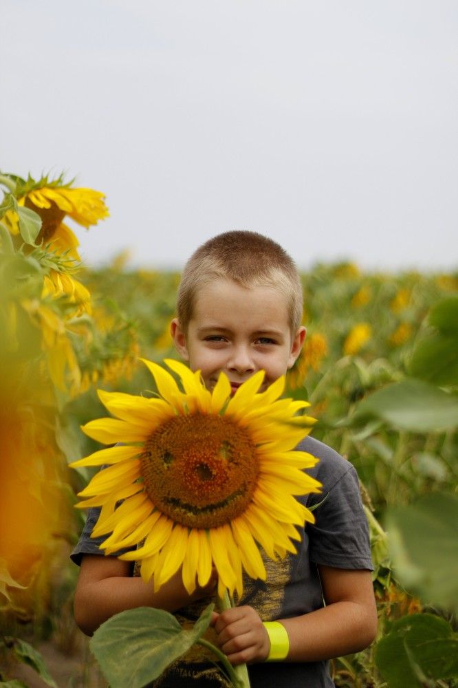 Подсолнухи