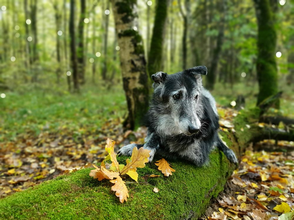 Фотография автора Надежда Лисицына