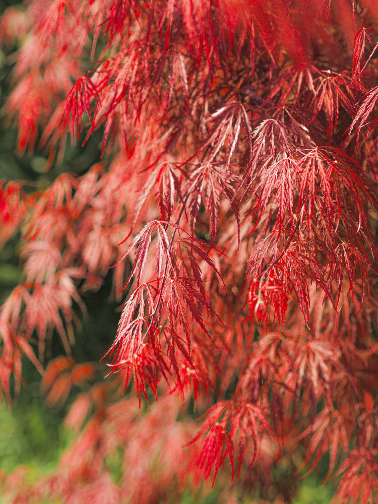 Photograph by Лейла Прощина