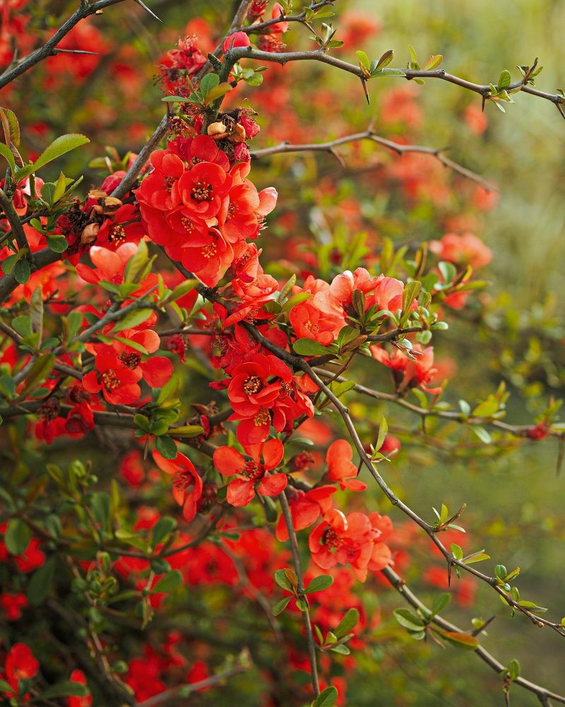 Chaenomeles japonica in blossom