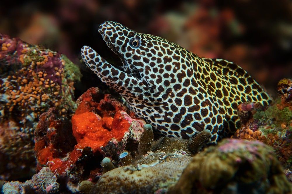 Photograph by Андрей Данильченко