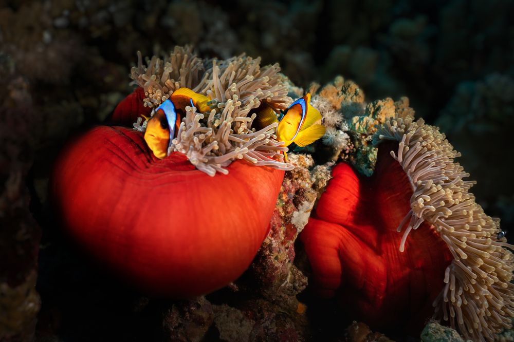 Photograph by Андрей Данильченко