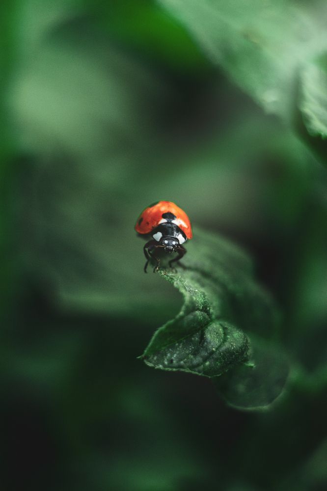 Photograph by Евгения Кинжакова