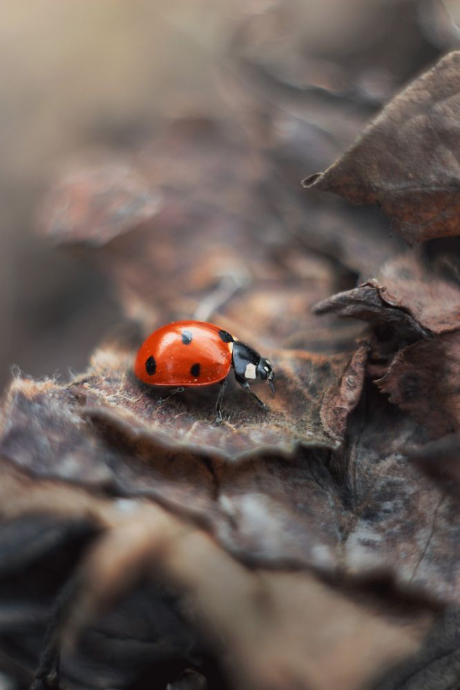 Photograph by Евгения Кинжакова