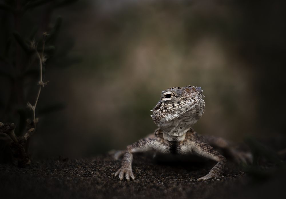 Photograph by Mahdi vagahri shorche