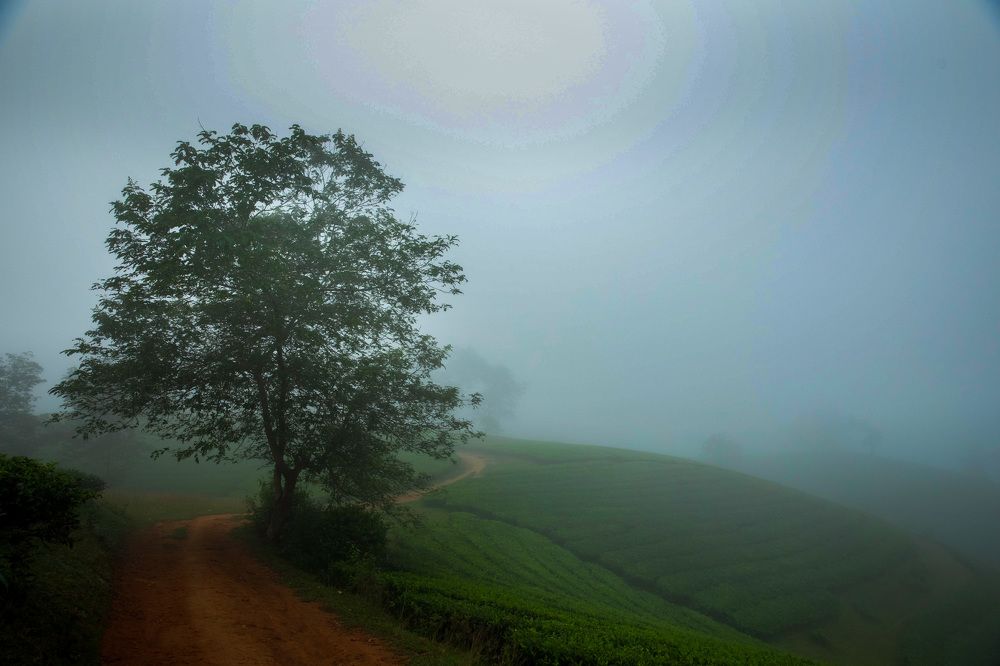 Morning dew on the tea hill