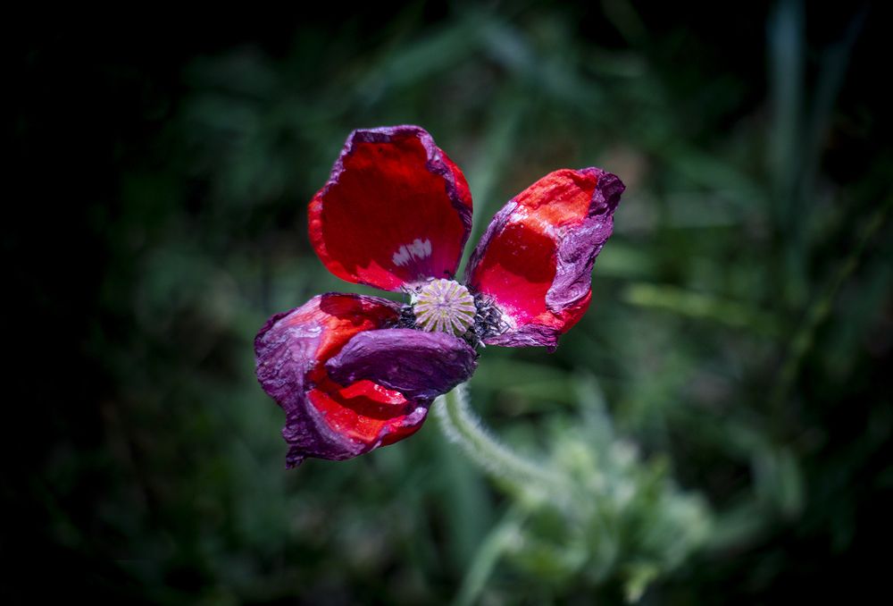 Photograph by Mahdi vagahri shorche