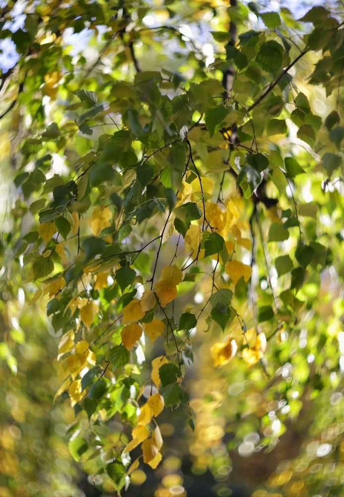 Photograph by Лариса Торопченкова