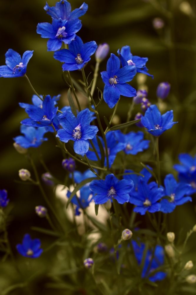 Photograph by Елена Ковалева