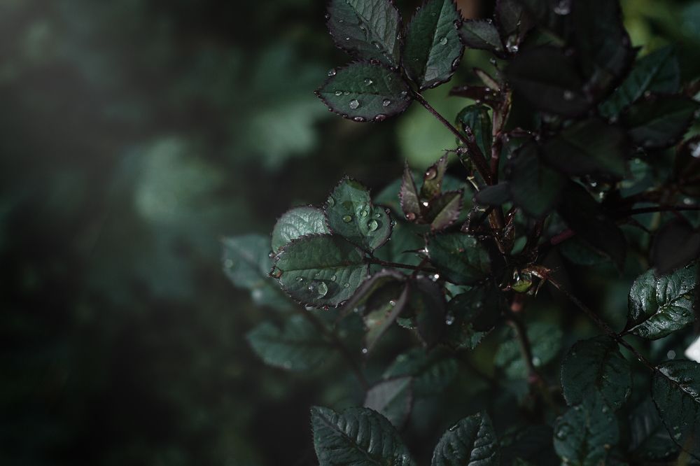 Photograph by Евгения Кинжакова