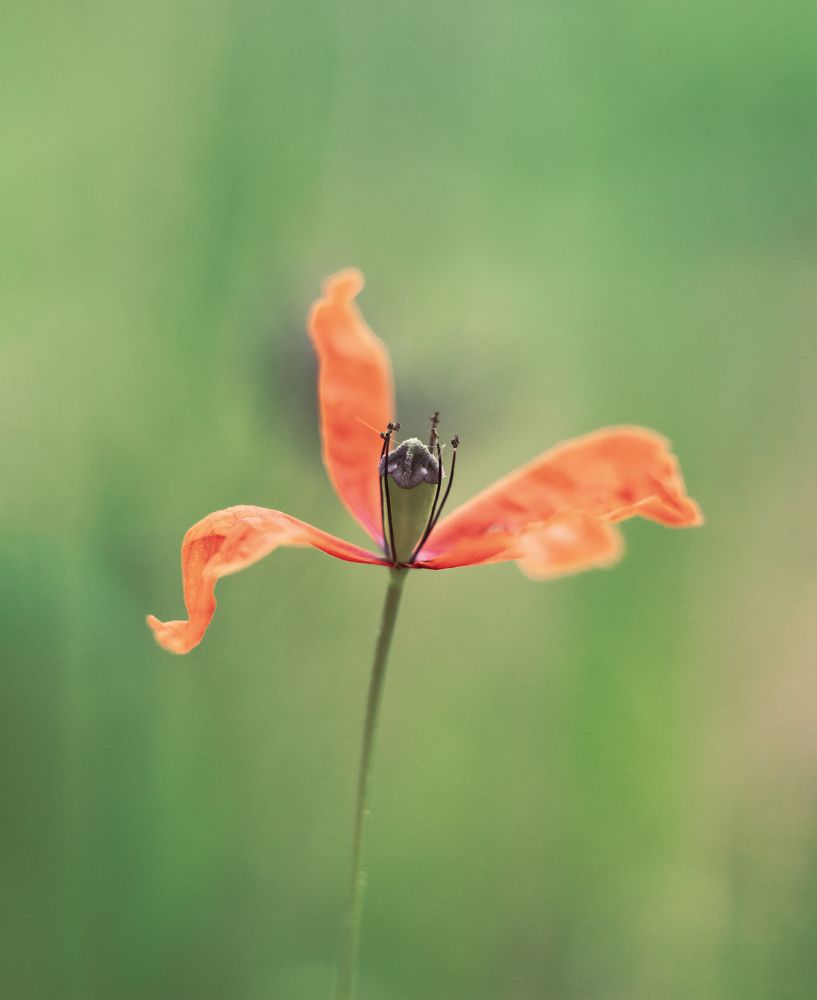 Photograph by Евгения Кинжакова