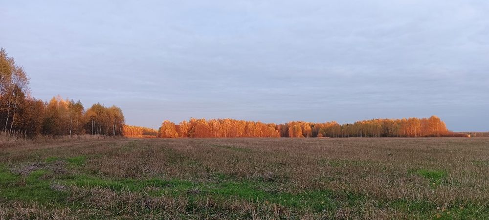 Золотая акварель