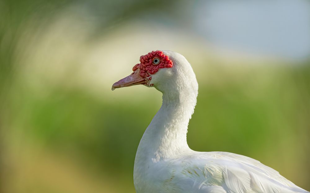 Фотография автора Paul Manjooran