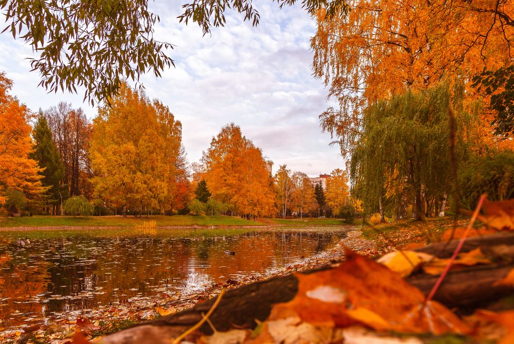 Багрец осени