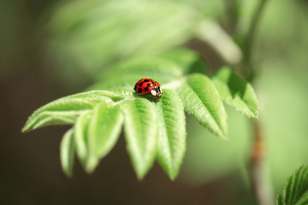 Photograph by Анастасия Петрова